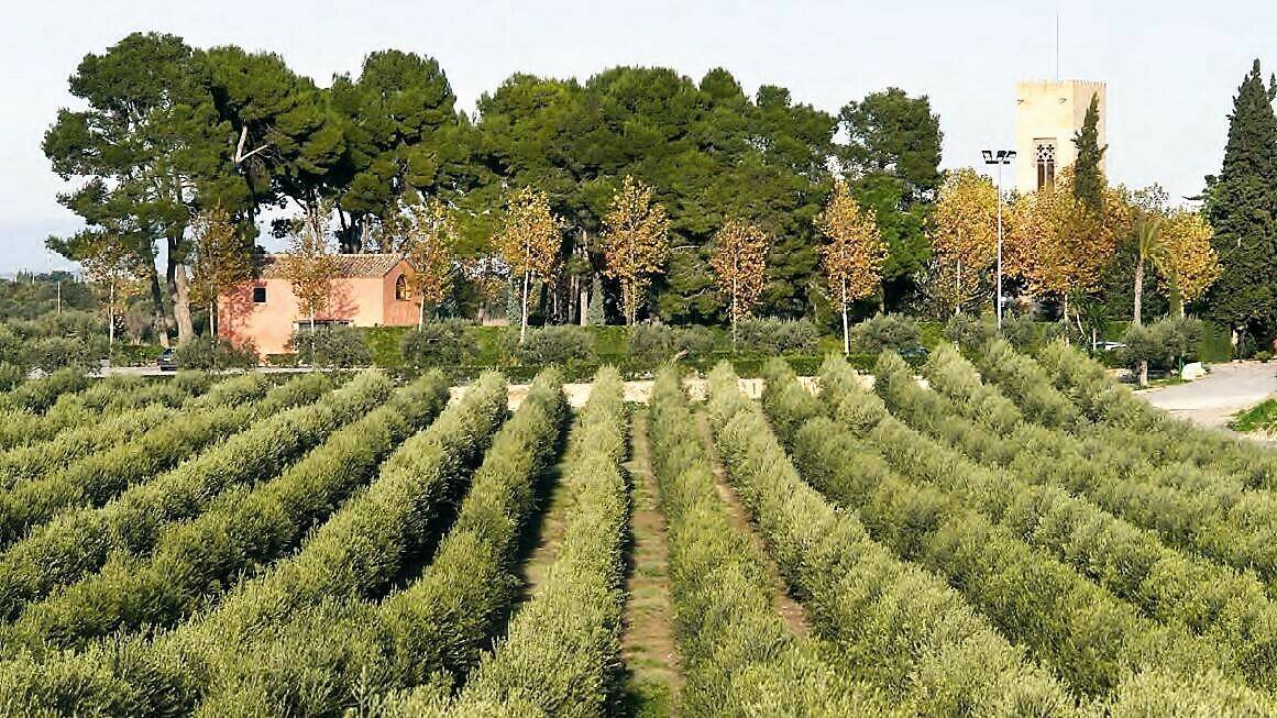 Olivos Finca La Boella en Reus, Tarragona|Massó-Nutrición olivo|Olivos Finca La Boella en Reus, Tarragona